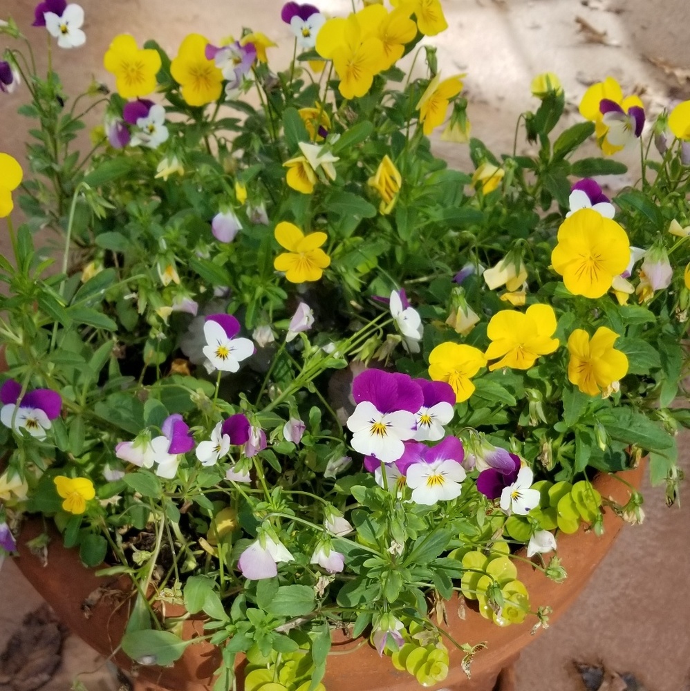 Meet your Posher, Lynn